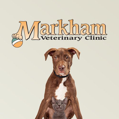 Vet Clinic in Markham & Unionville, ON | Animal Hospital