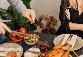 Tips on Keeping Your Dog Safe During Thanksgiving