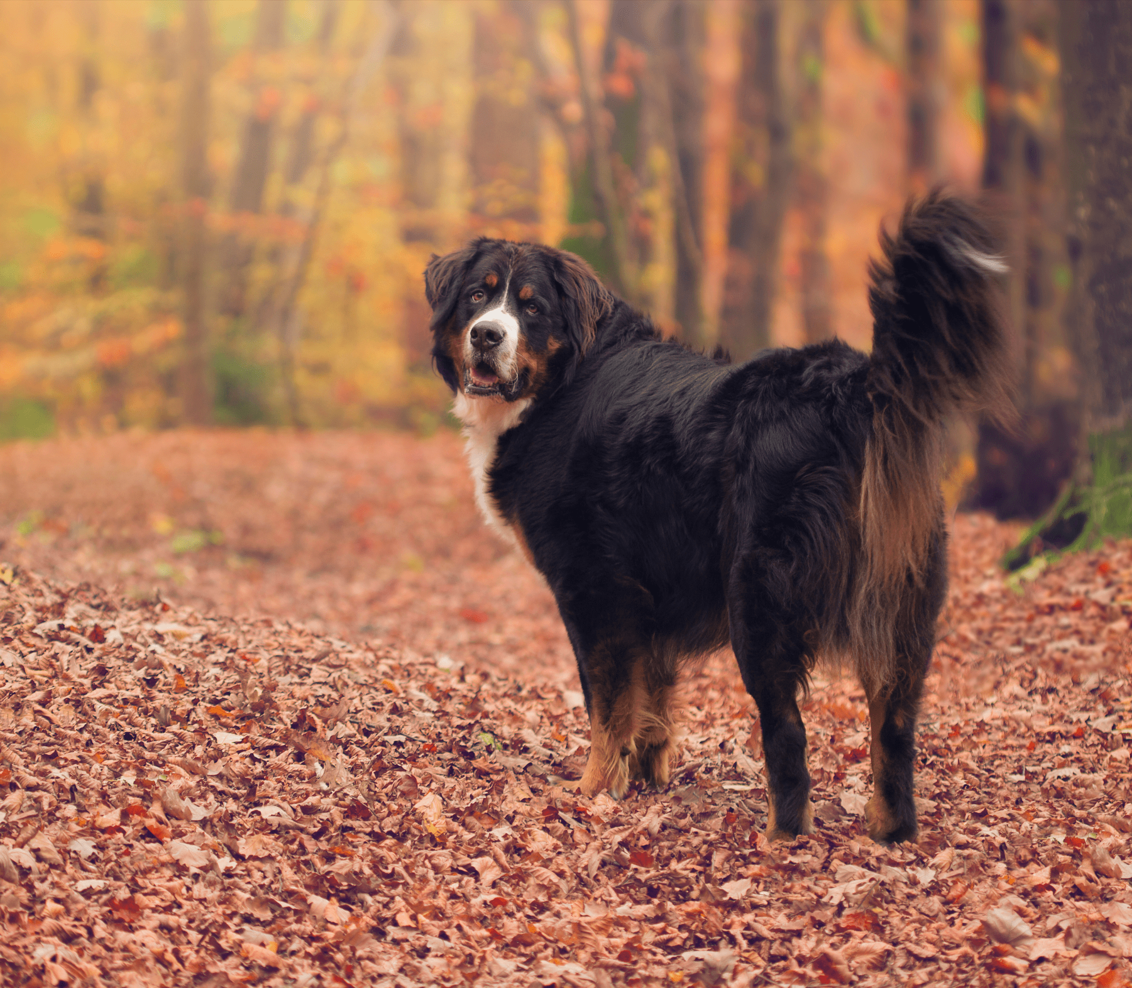 Bernese mountain dog standing on fallen leaves