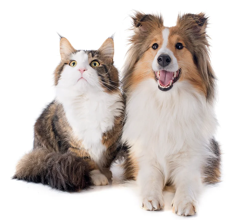 Cat and dog sitting together against a white background