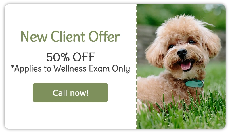 New Client Offer! 50% OFF New Client Exam