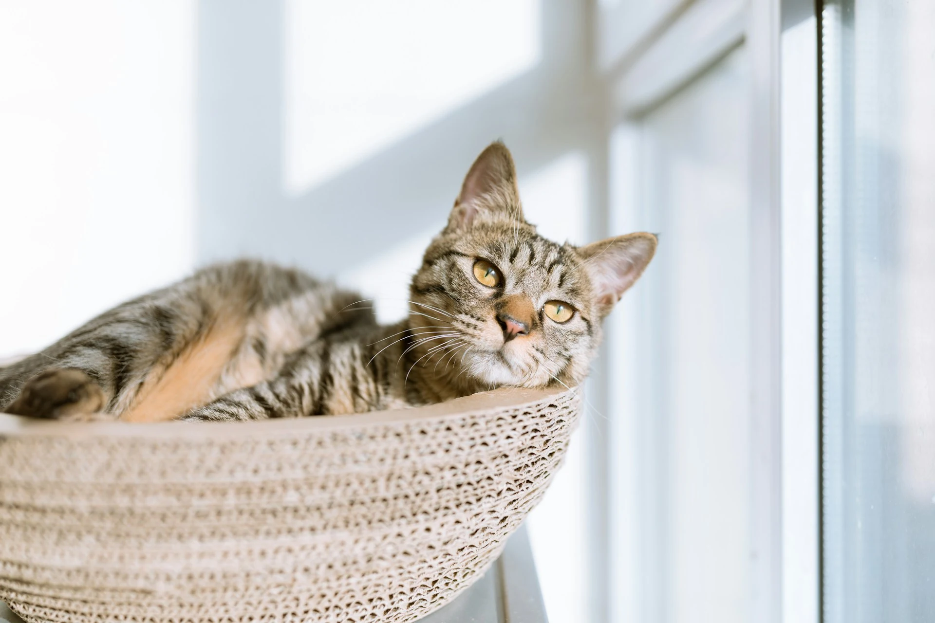 Cat in basket near window
