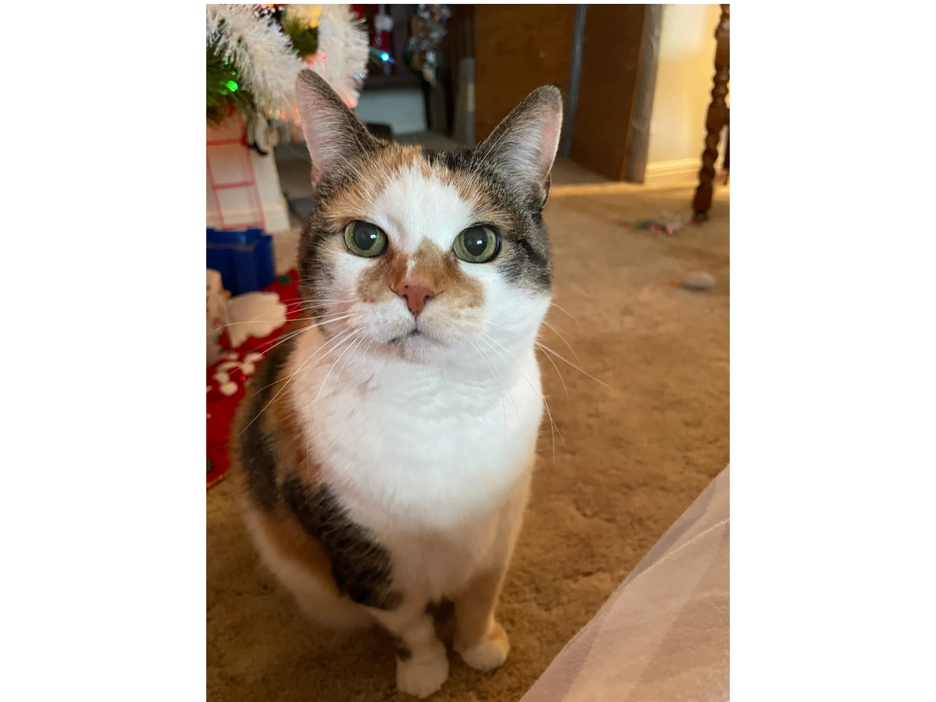 Pet of the Month – Stella