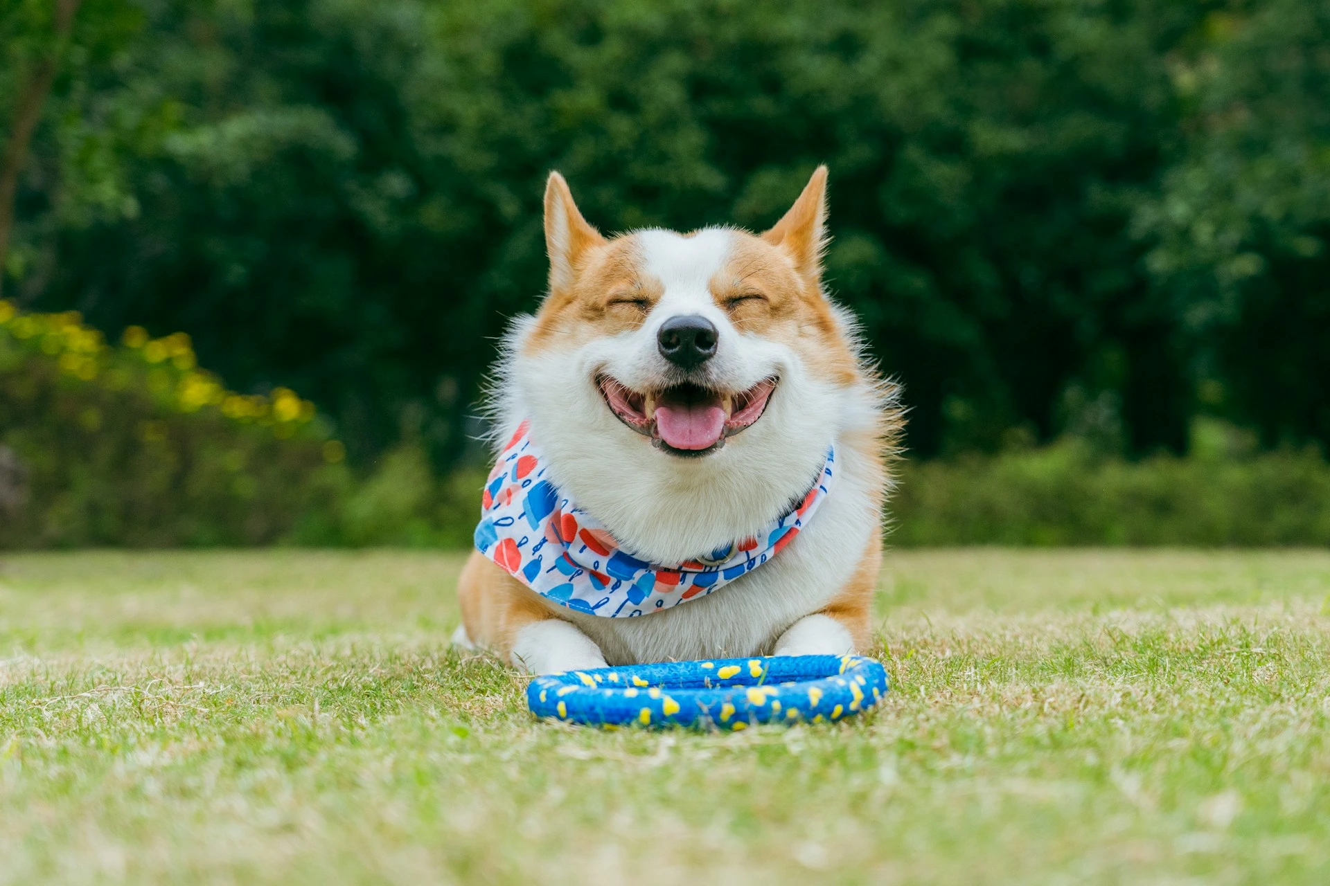 A Corgi wearing a colorful bandana lies on the grass with its eyes closed in a wide grin, next to a blue ring toy.