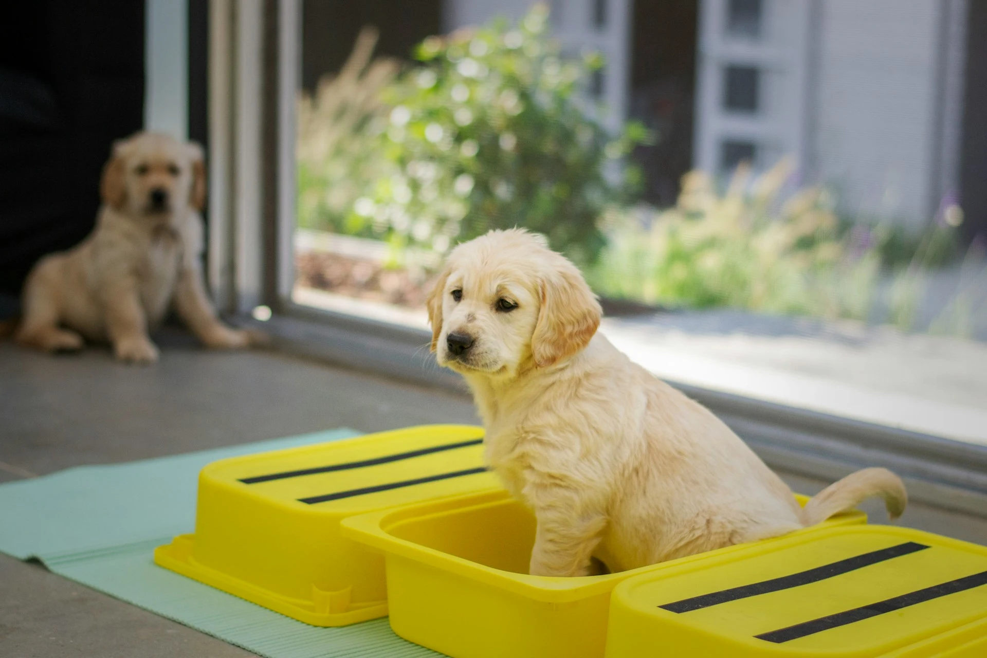 A Golden Retriever puppy sits inside a yellow plastic container indoors, while another puppy is sitting blurred in the background near a glass door.