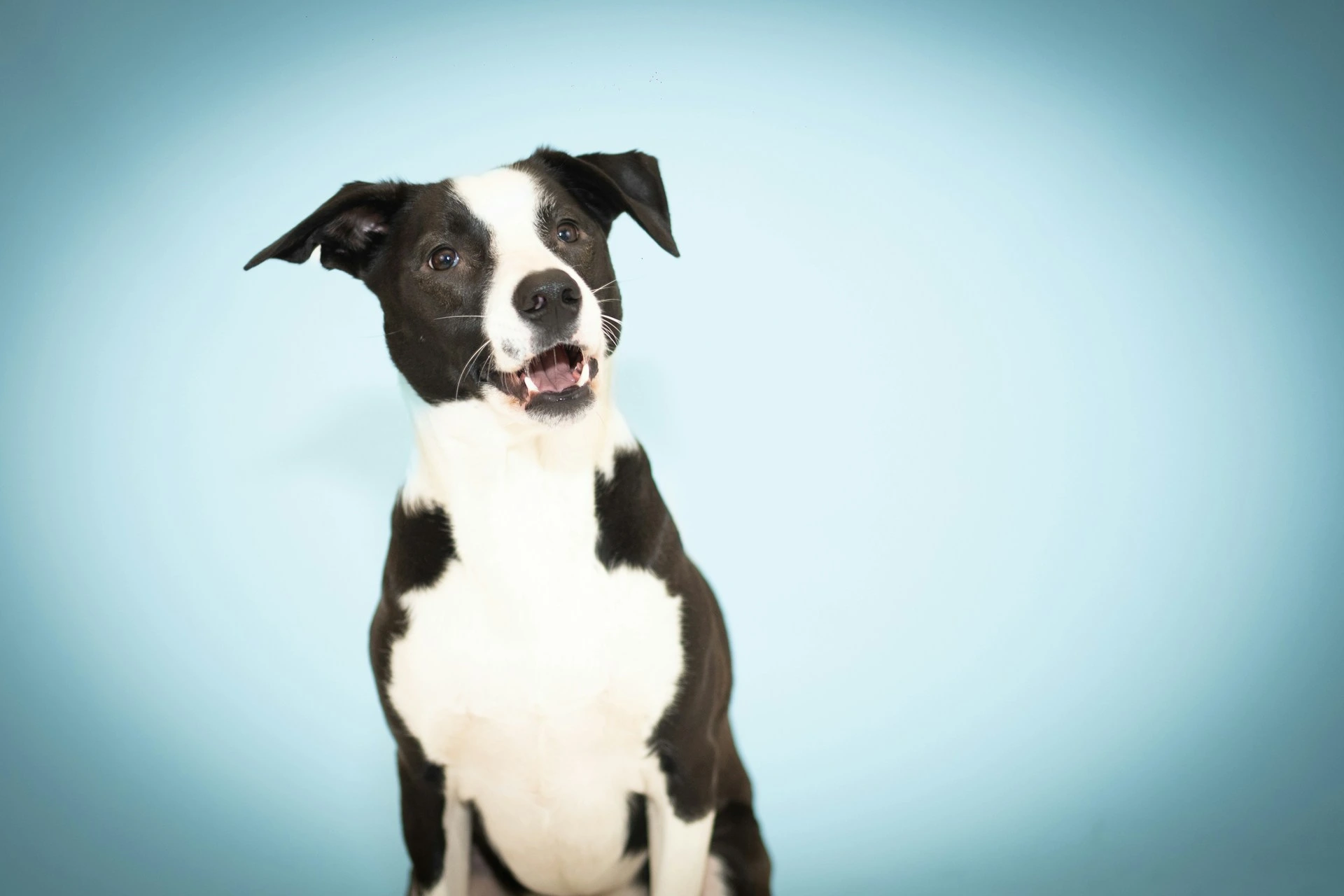 A black and white dog looks up with an open mouth and floppy ears against a light blue background.