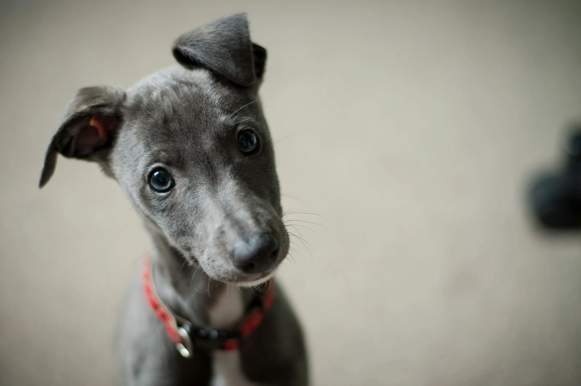 A grey Whippet puppy tilting its head with floppy ears against a soft, blurry background.