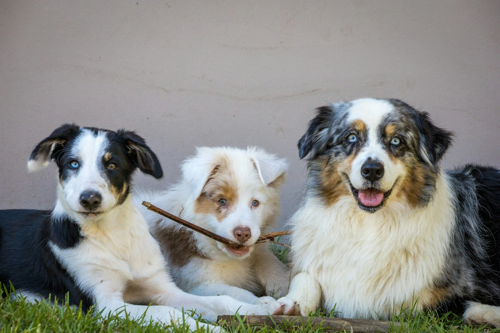 Three Australian Shepherds lie together on the grass in front of a plain wall.