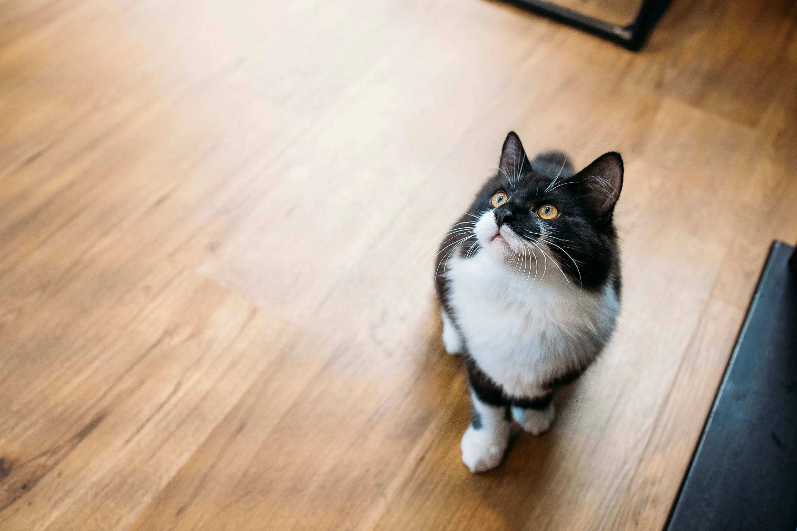 A high-angle shot of a black and white tuxedo cat sitting on a wooden floor and looking straight up.