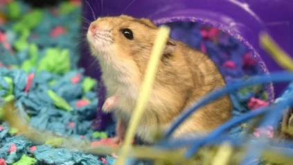 A hamster inside a cage with colorful bedding and a purple plastic hideout.