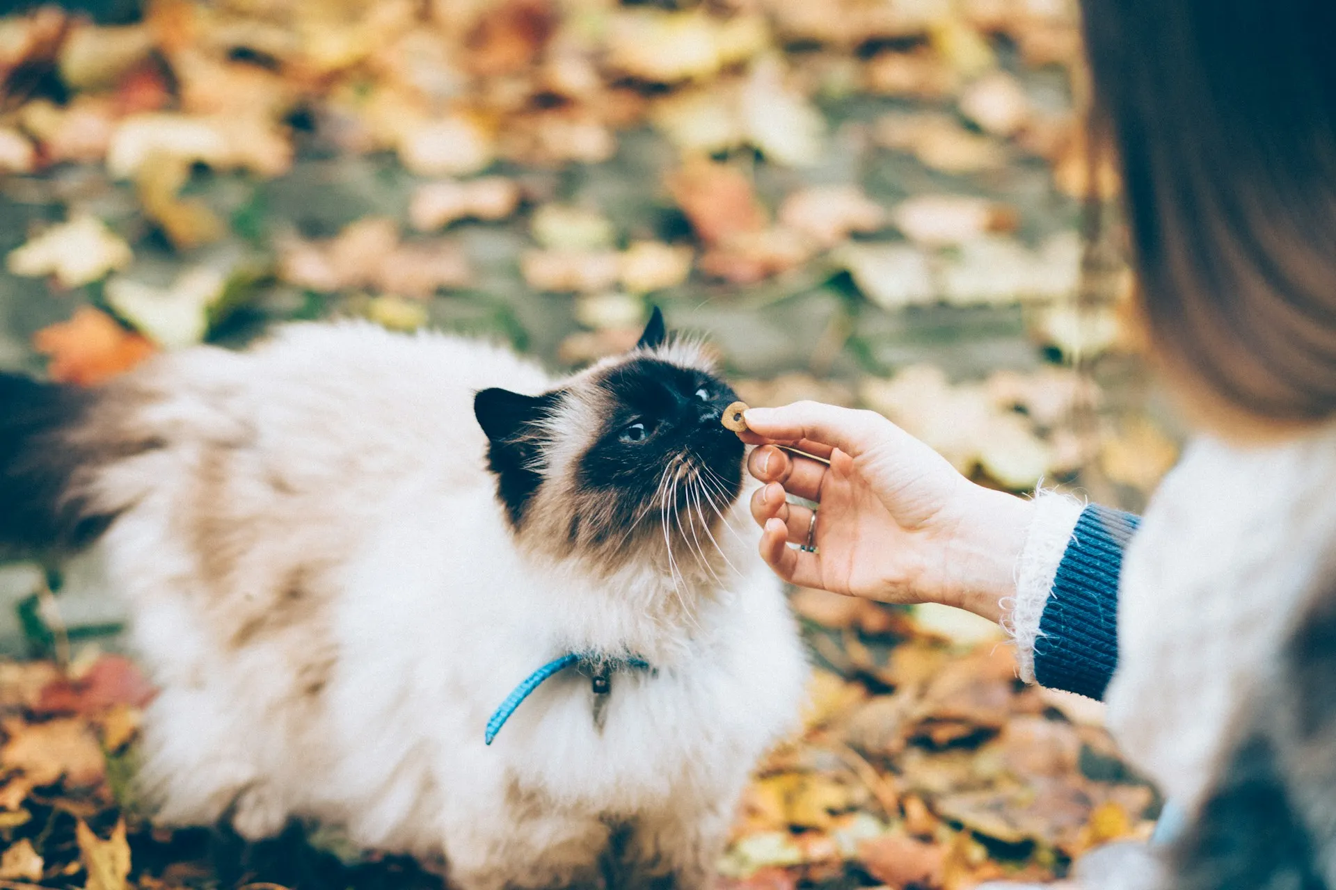 A Siamese or Balinese cat sniffs a treat being offered by a person against a background of autumn leaves.