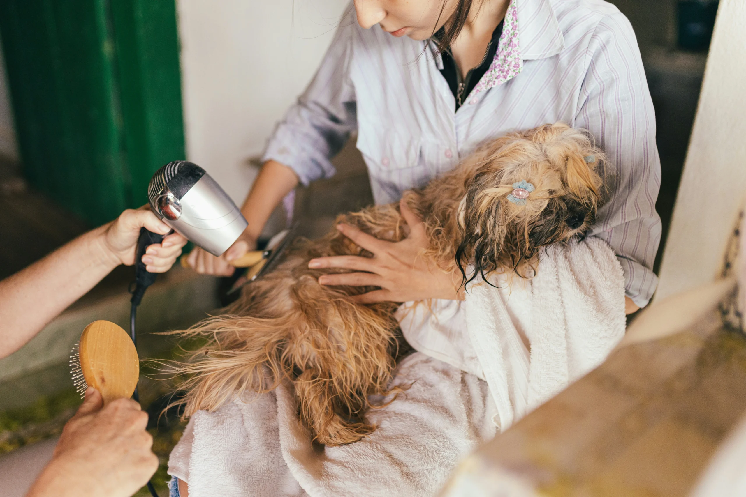 A person holds a small, wet Shih Tzu or similar long-haired dog wrapped in towels while another person uses a hair dryer and a wooden brush to dry its fur.