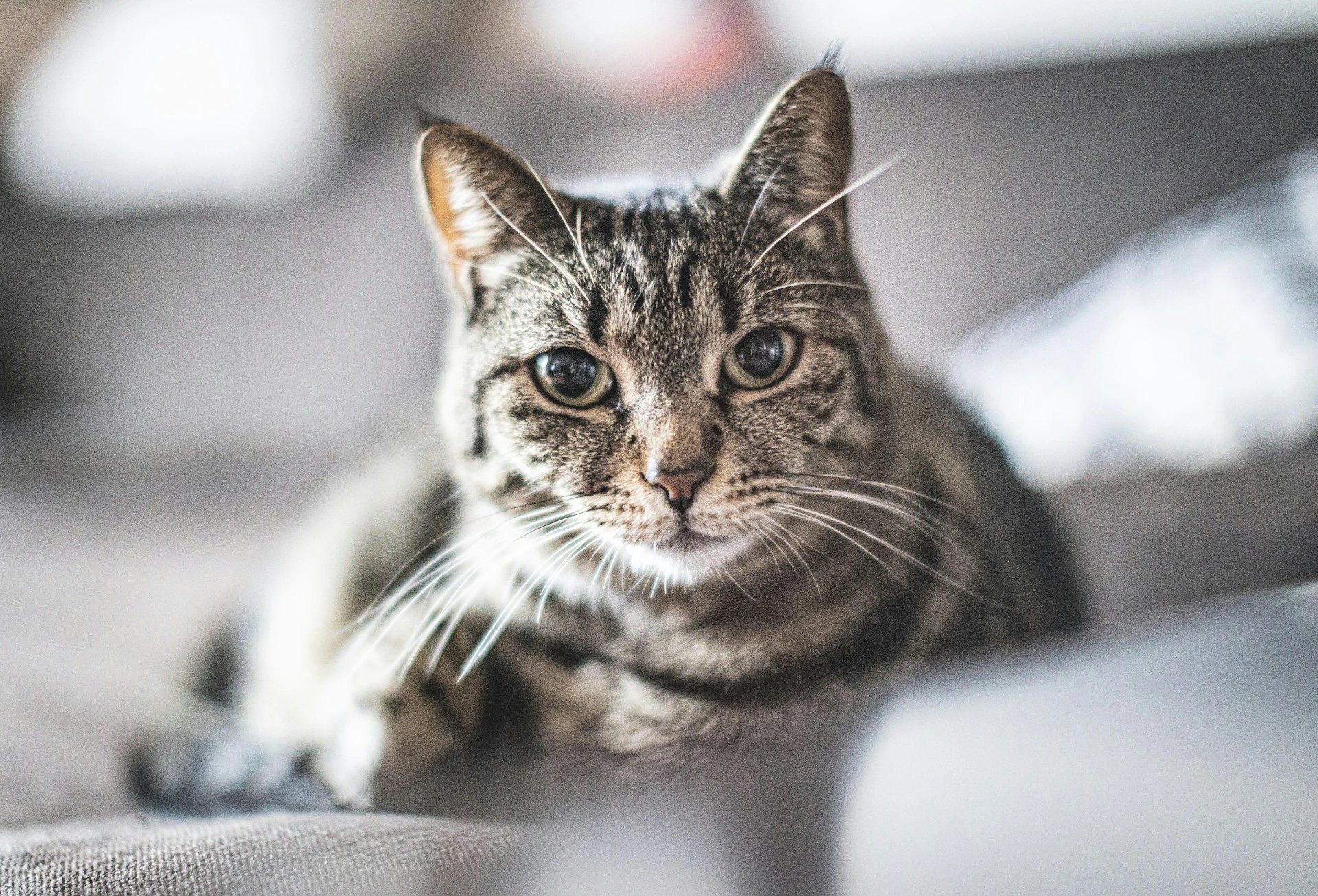 A tabby cat looking directly forward while resting on a soft grey sofa.