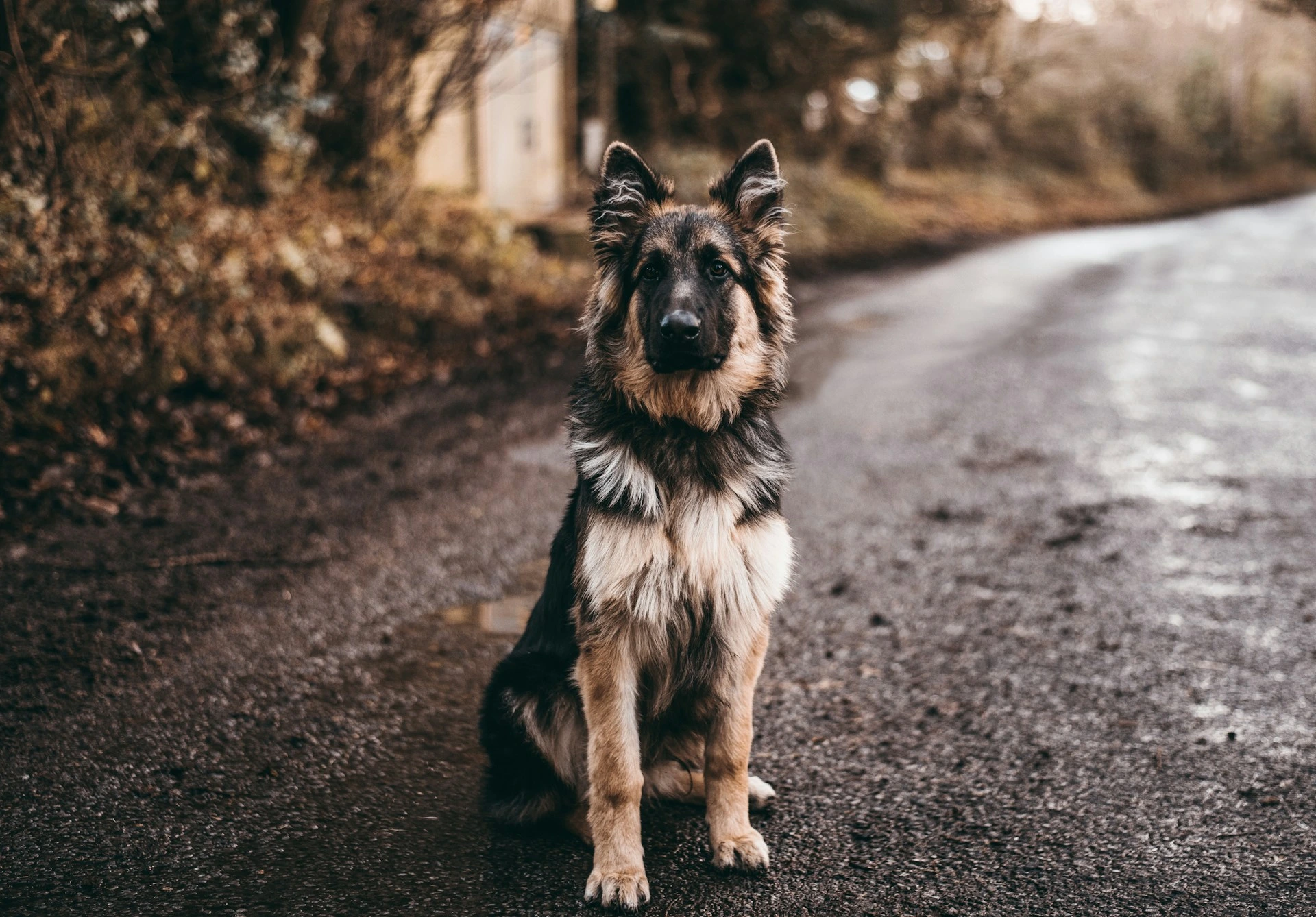 A long-haired German Shepherd dog sits on a wet asphalt road lined with trees.