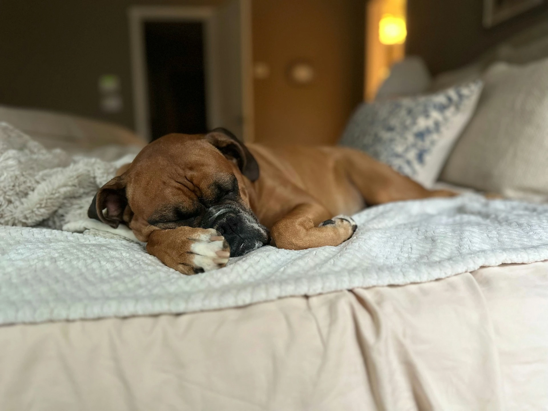 A brown Boxer dog sleeps peacefully on a comfortable bed covered with white blankets.