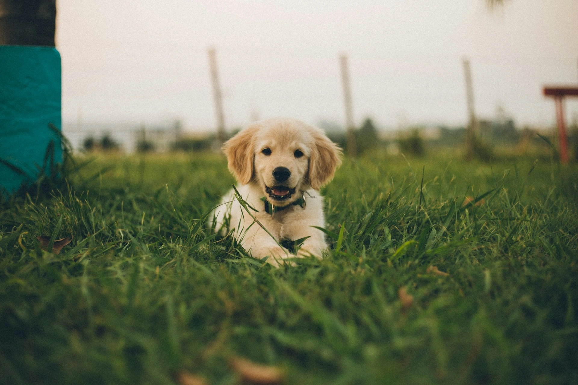 A golden retriever puppy lies happily in a lush green grass field, looking directly forward.
