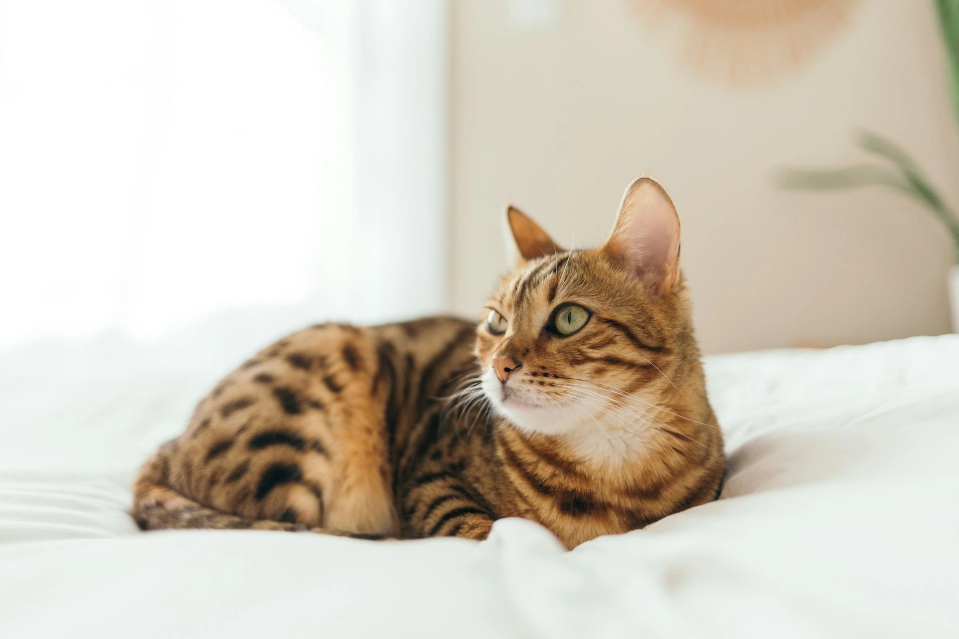 A Bengal cat rests on a white bed, looking off to the side.
