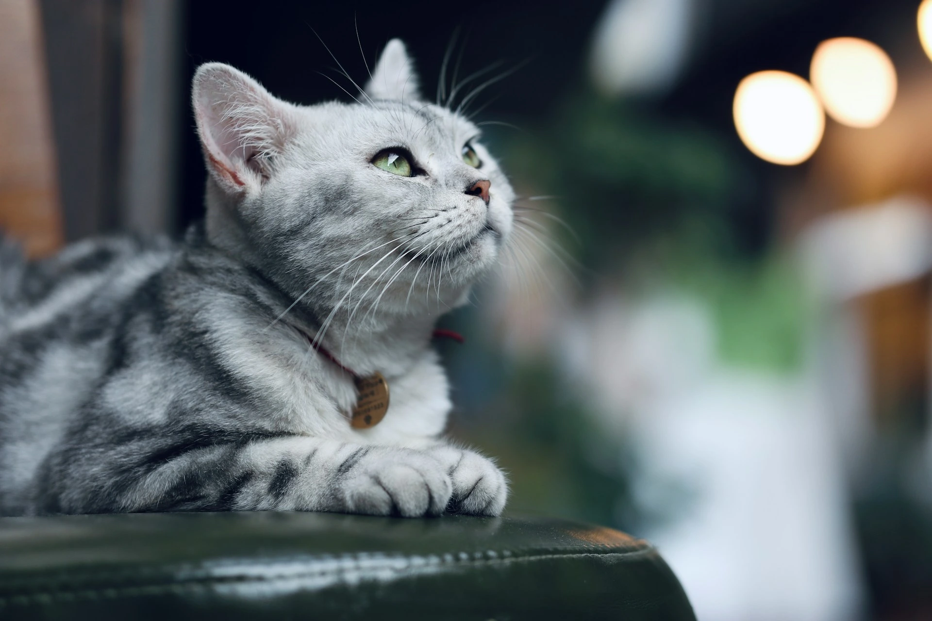 A silver tabby cat rests on a dark surface with lights in the background.