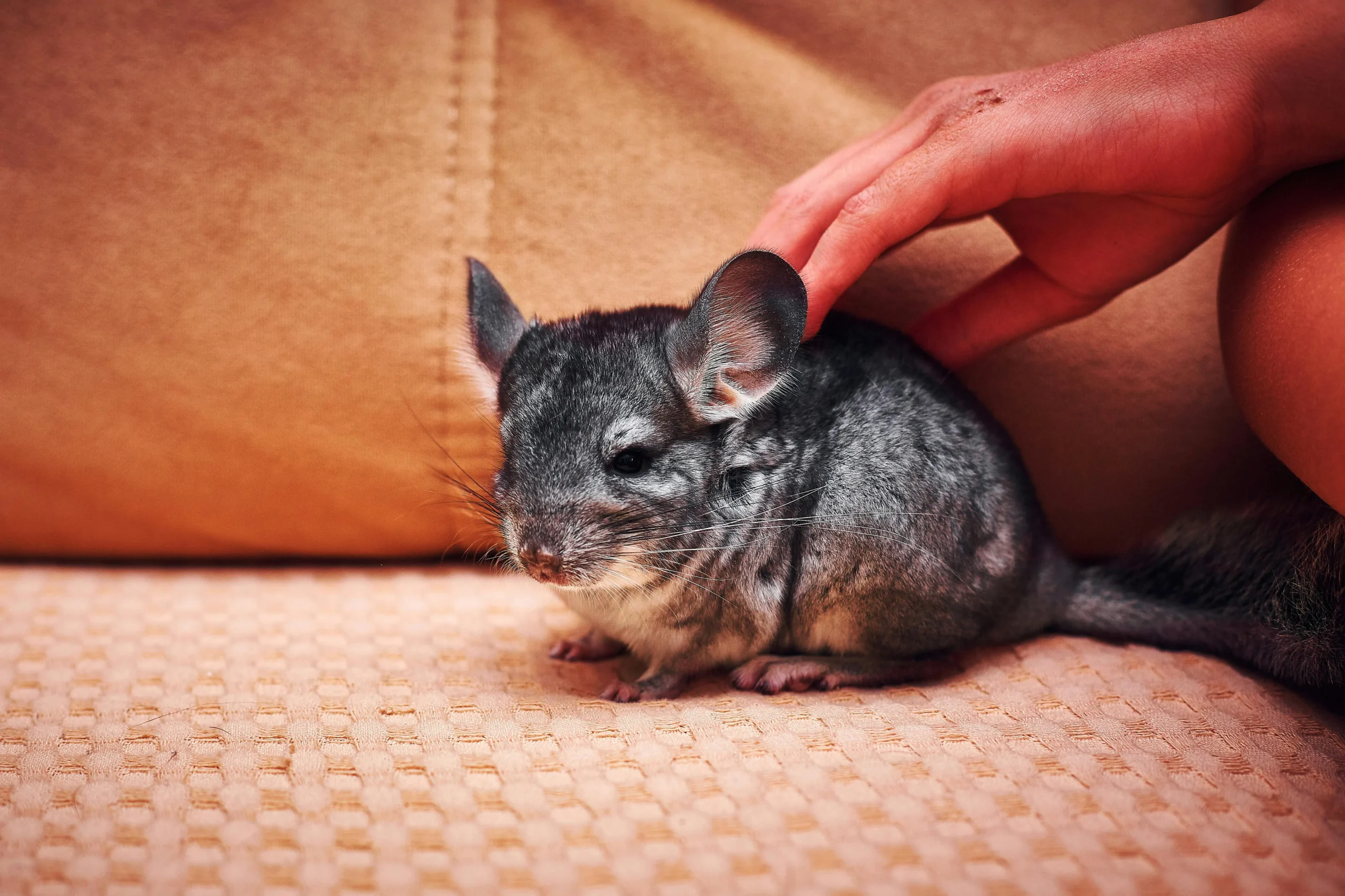 A hand gently pets a grey chinchilla sitting on a textured tan couch cushion.