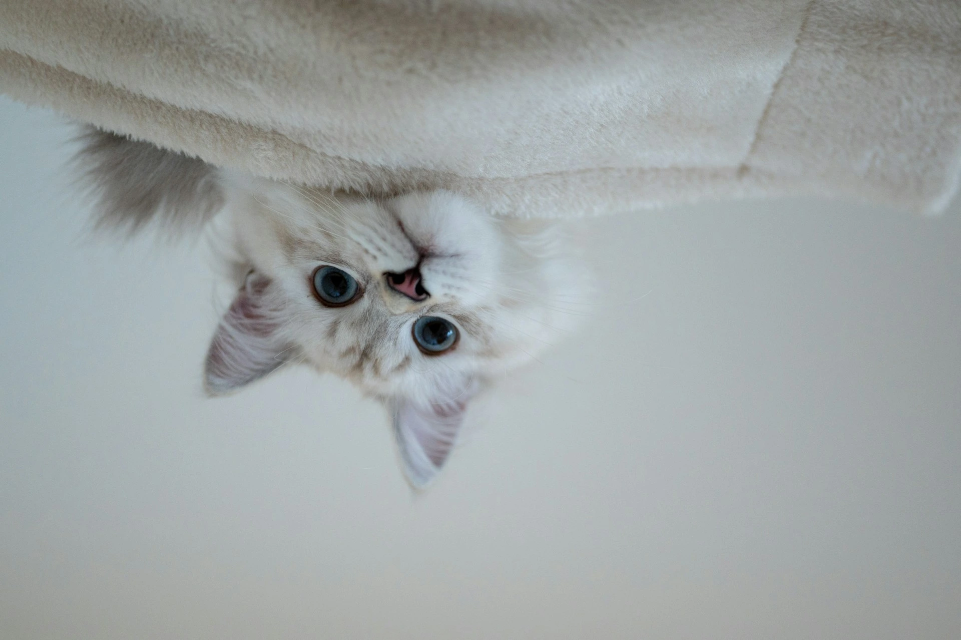 A white cat with blue eyes peeking out from underneath a light-colored blanket.