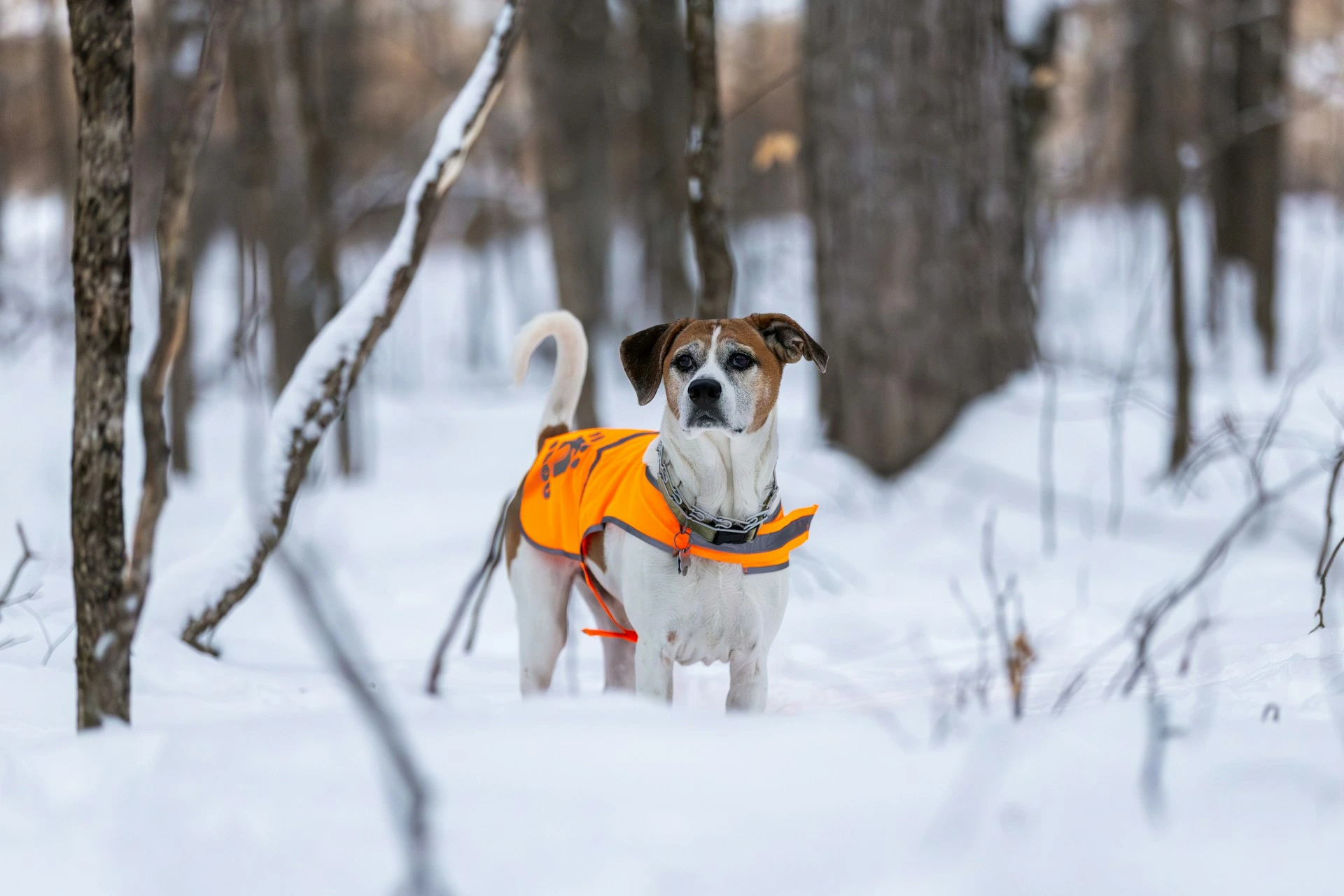 A dog wearing a bright orange safety vest stands in a snowy forest.