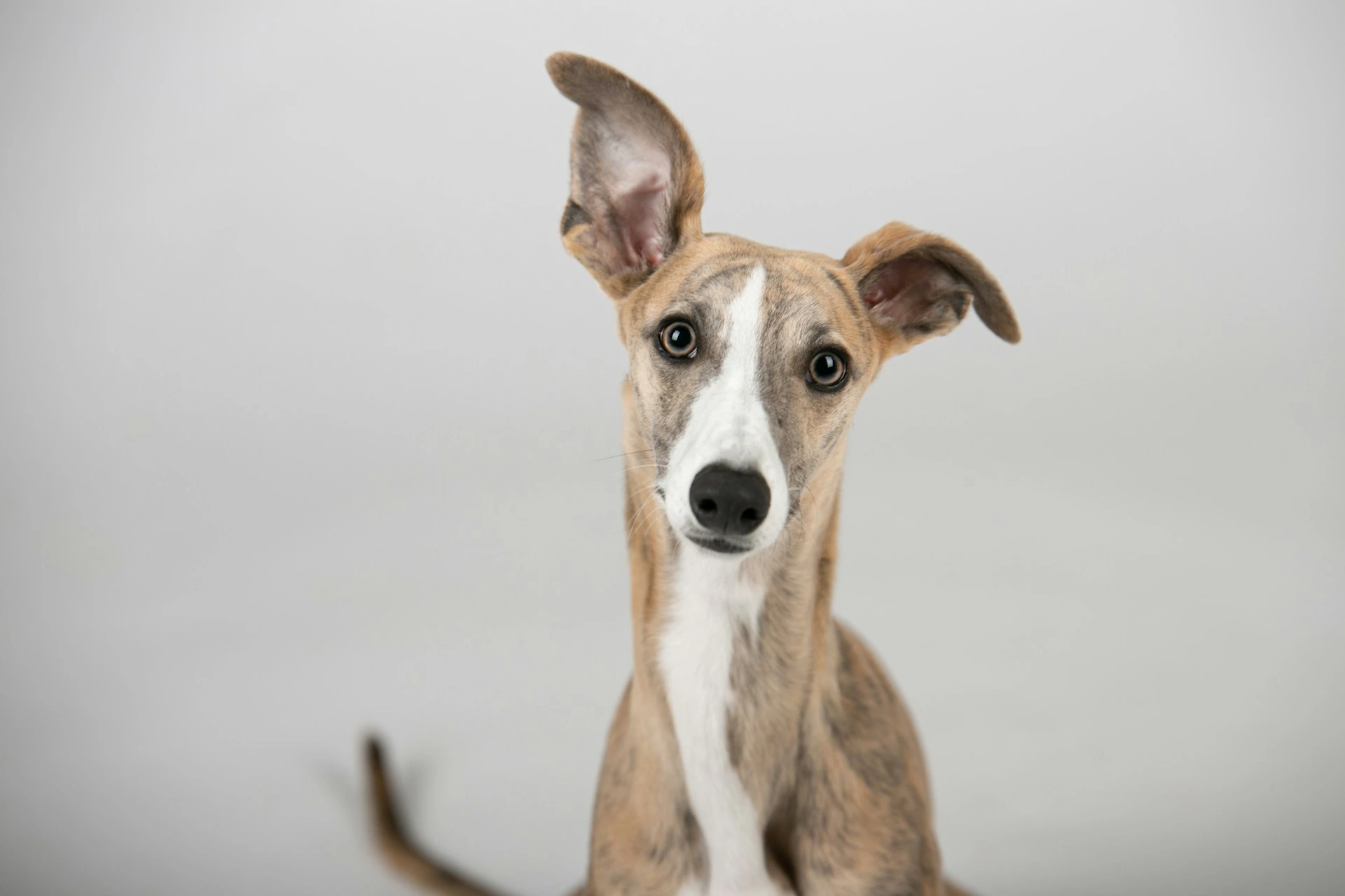 A puppy looks directly into the camera against a plain grey background.
