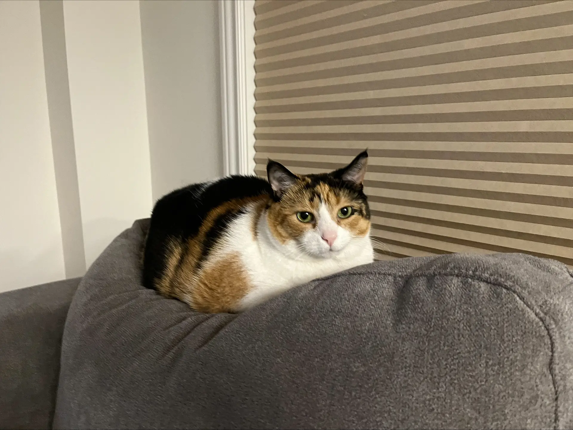 Pet of the Month – Dou
